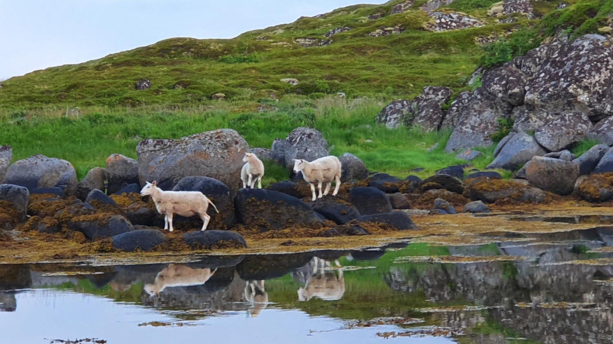 Lofoten Seaside Ballstad Exteriör bild
